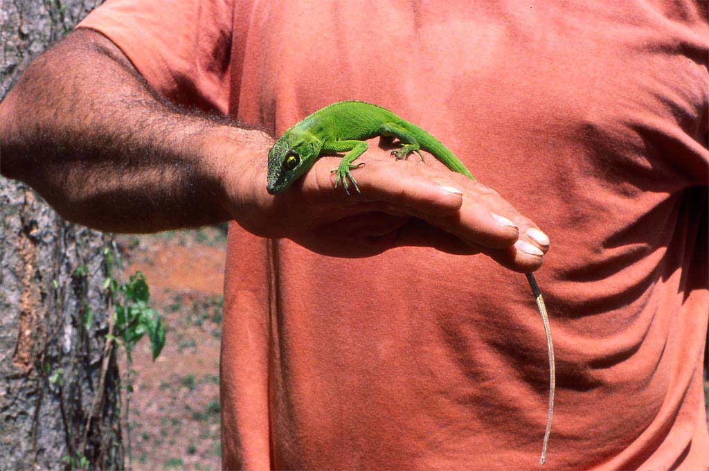 Lagarto thumbnail