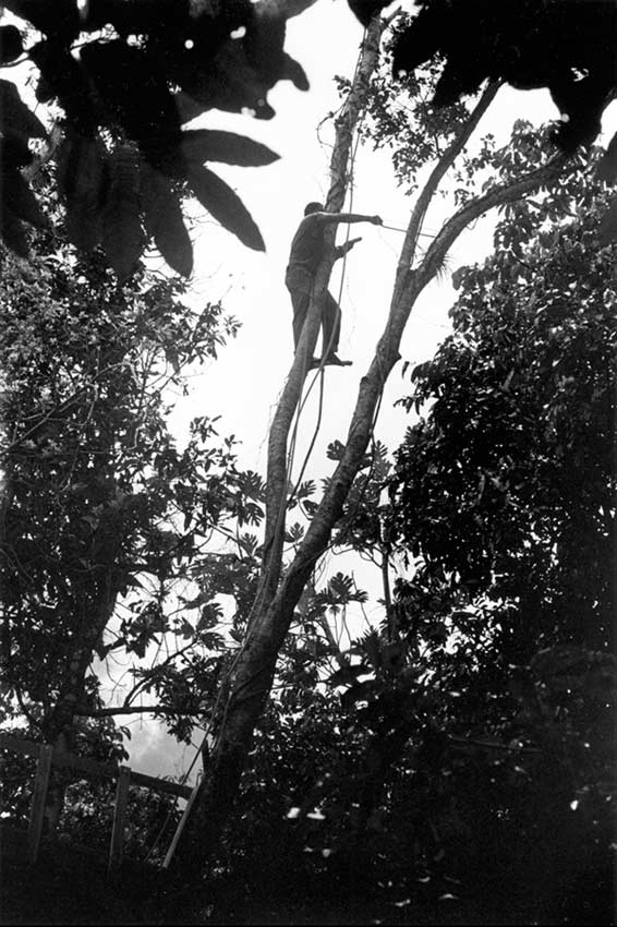 Maleng in Treetop Cutting Branches II thumbnail