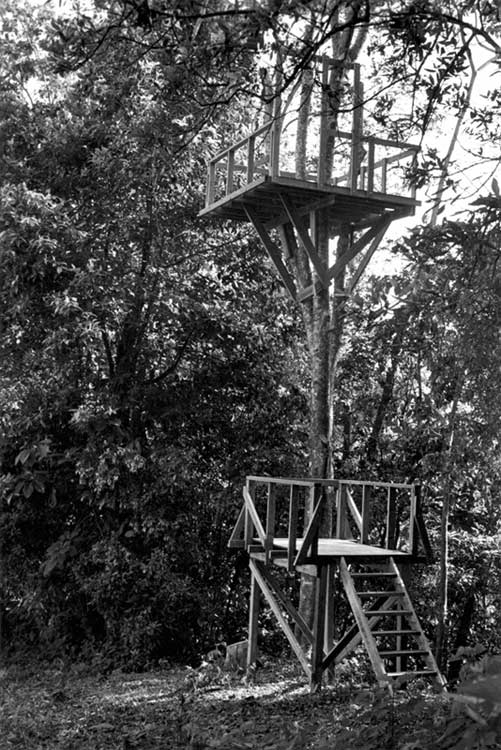 Tree Platform 3 thumbnail