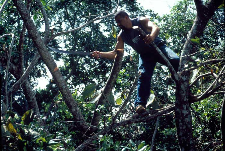 Boguel Cutting Branches thumbnail