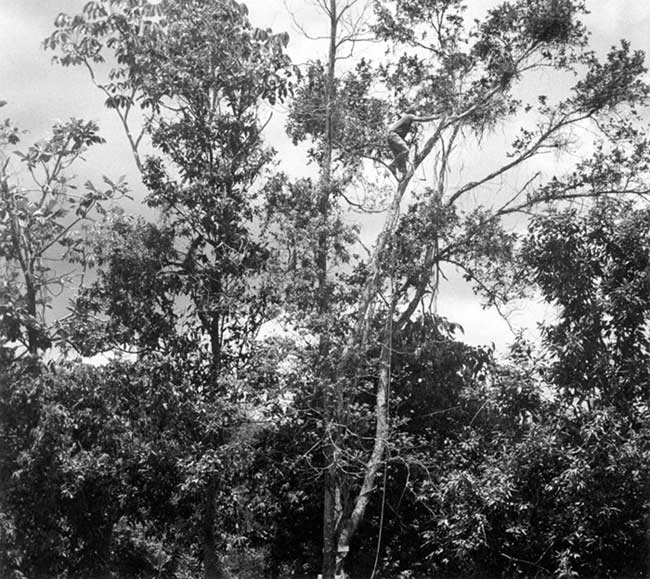 Maleng in Treetop Cutting Branches I thumbnail