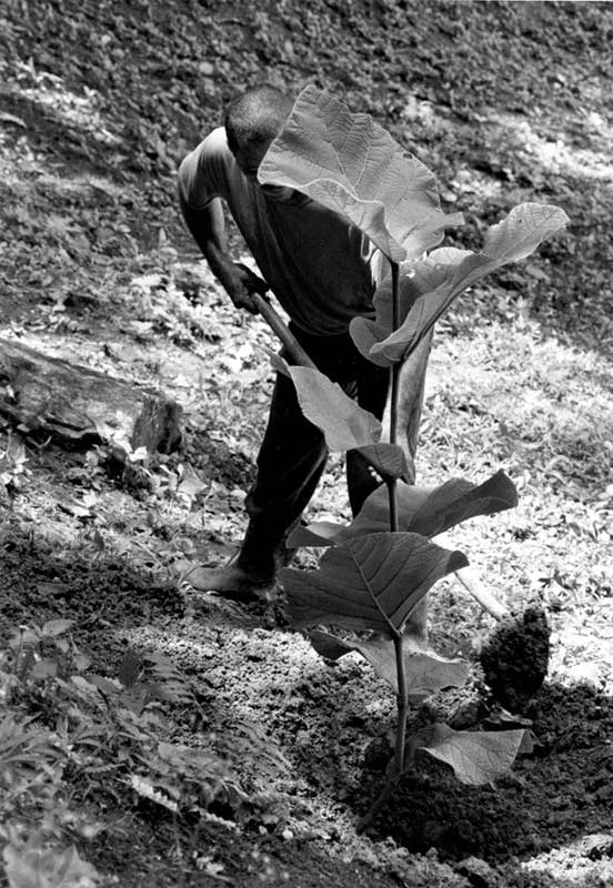 Maleng Planting Moralón thumbnail